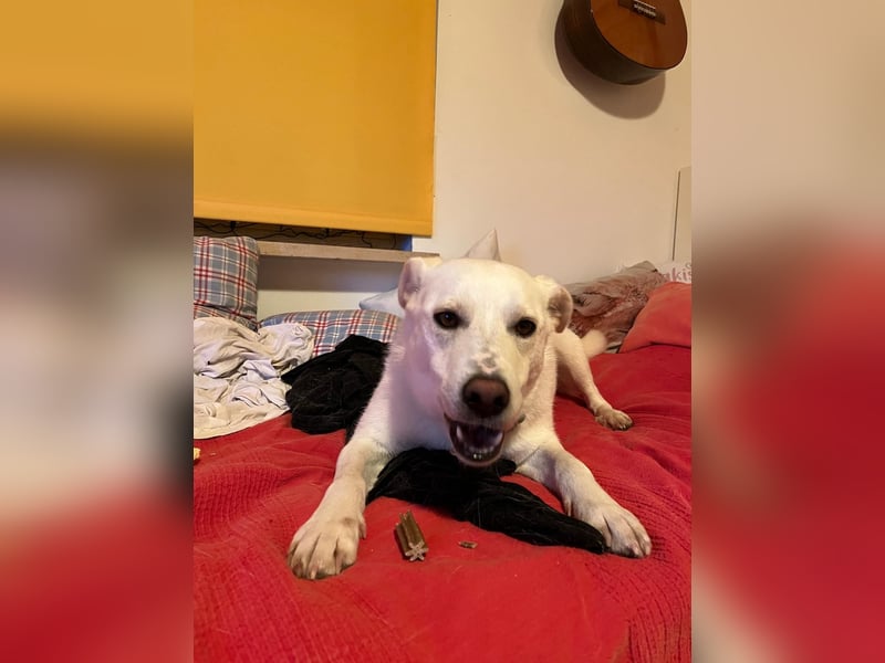 Nala, Labradormischlingshündin sucht neues Zuhause