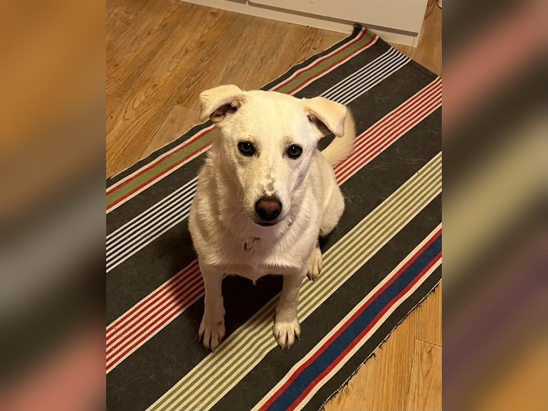 Nala, Labradormischlingshündin sucht neues Zuhause