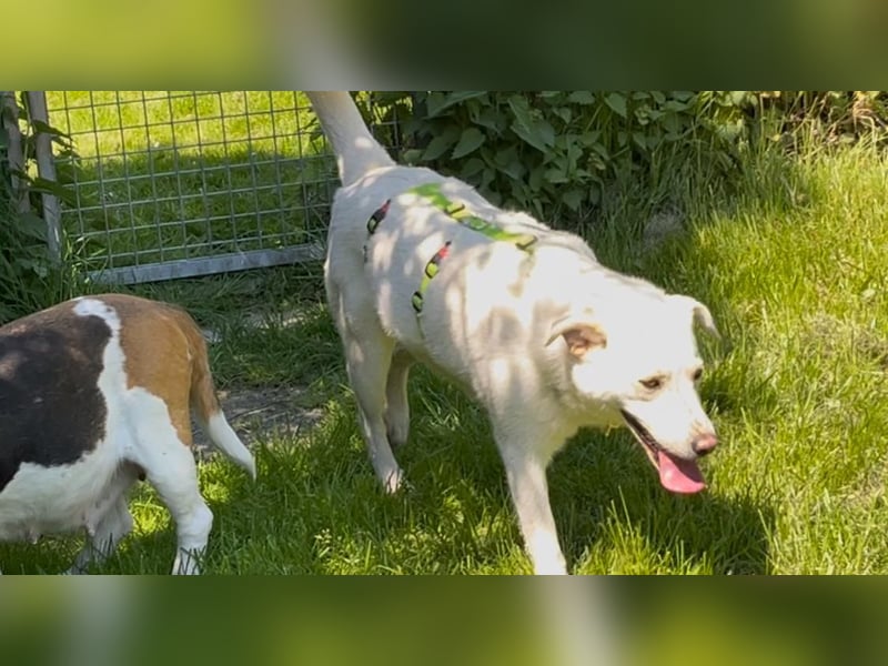 Nala, Labradormischlingshündin sucht neues Zuhause