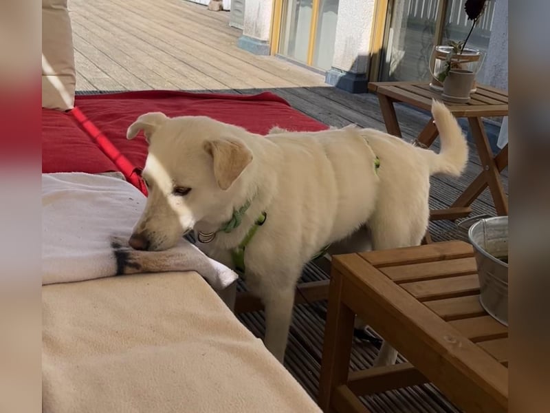 Nala, Labradormischlingshündin sucht neues Zuhause