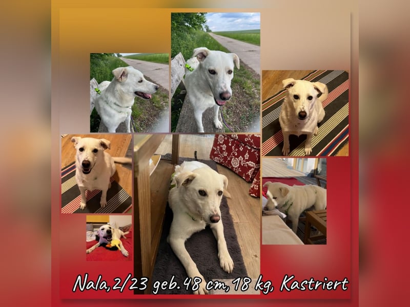 Nala, Labradormischlingshündin sucht neues Zuhause