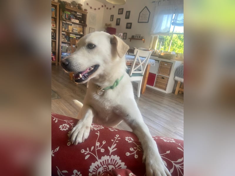 Nala, Labradormischlingshündin sucht neues Zuhause