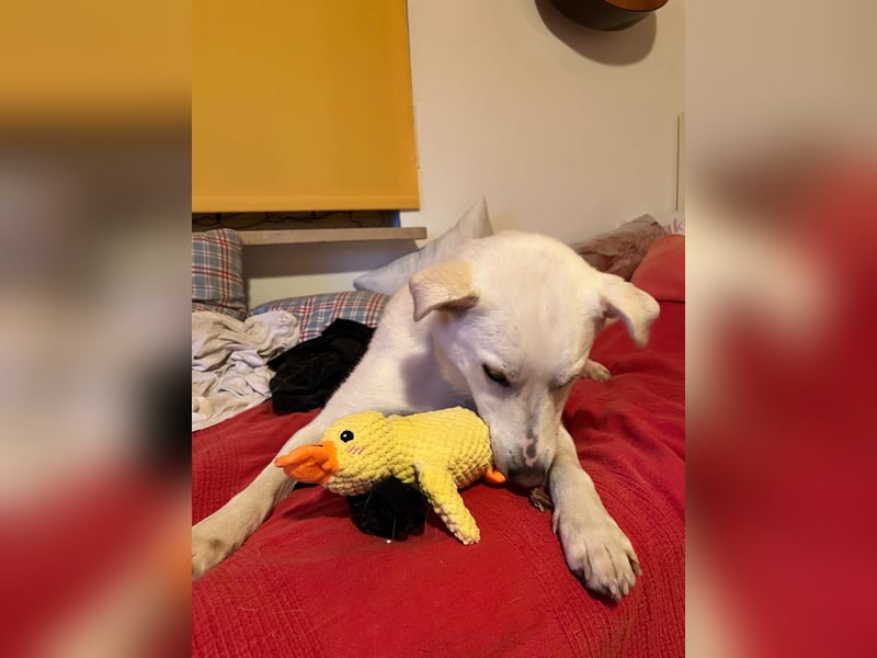 Nala, Labradormischlingshündin sucht neues Zuhause