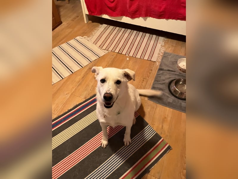 Nala, Labradormischlingshündin sucht neues Zuhause