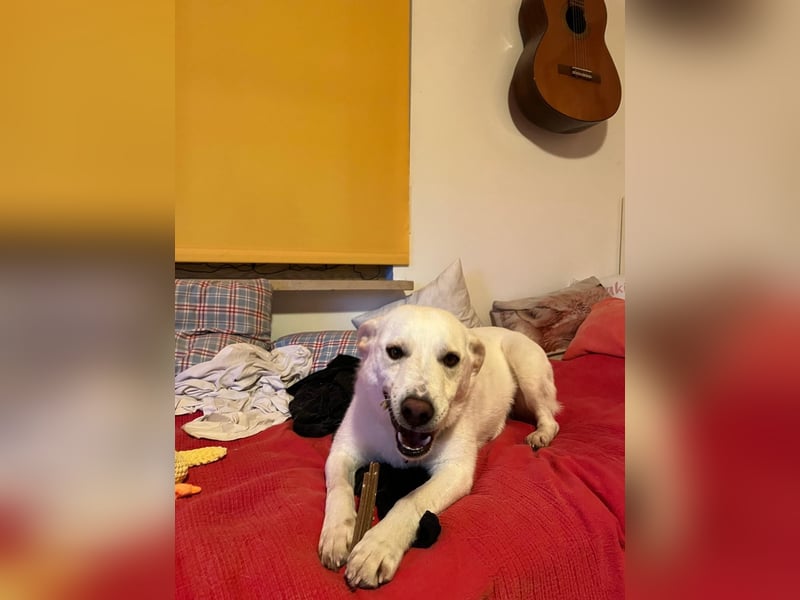 Nala, Labradormischlingshündin sucht neues Zuhause