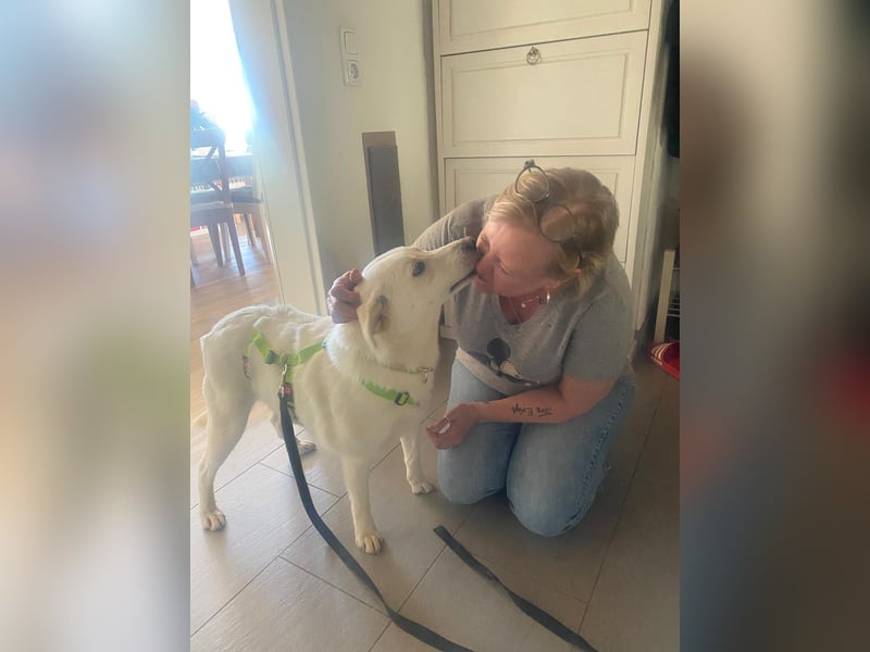 Nala, Labradormischlingshündin sucht neues Zuhause