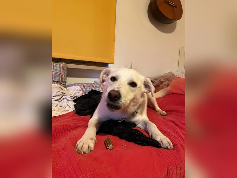 Nala, Labradormischlingshündin sucht neues Zuhause