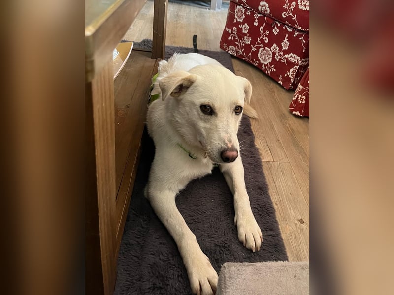 Nala, Labradormischlingshündin sucht neues Zuhause
