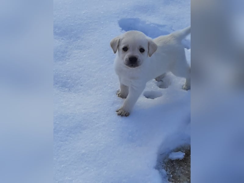 Reinrassige Labrador  mit Ahnentafel