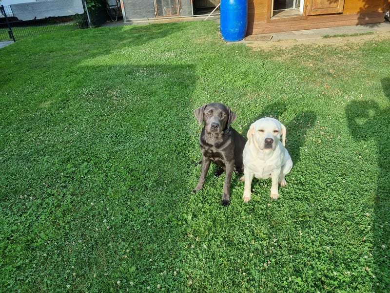 Reinrassige Labrador  mit Ahnentafel