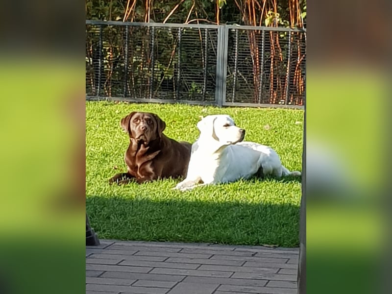 Reinrassige Labrador  mit Ahnentafel