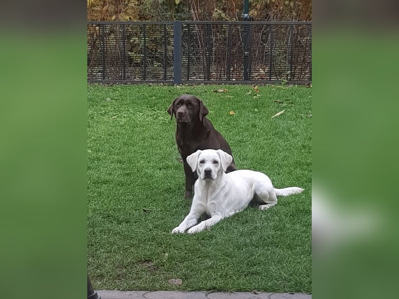 Reinrassige Labrador  mit Ahnentafel