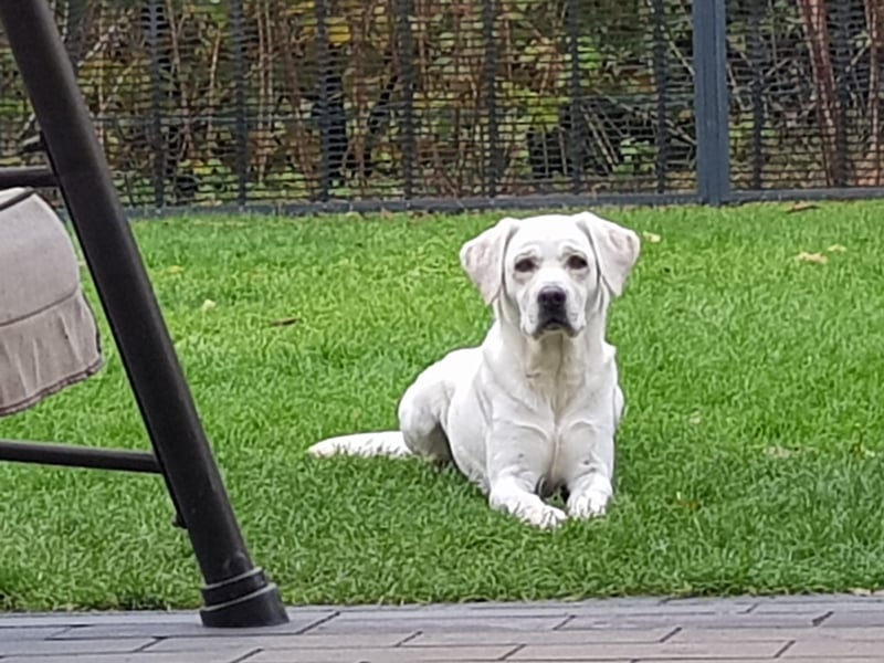Reinrassige Labrador  mit Ahnentafel