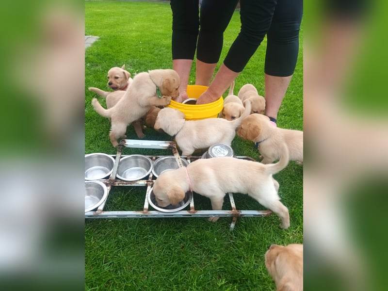 Reinrassige Labrador  mit Ahnentafel