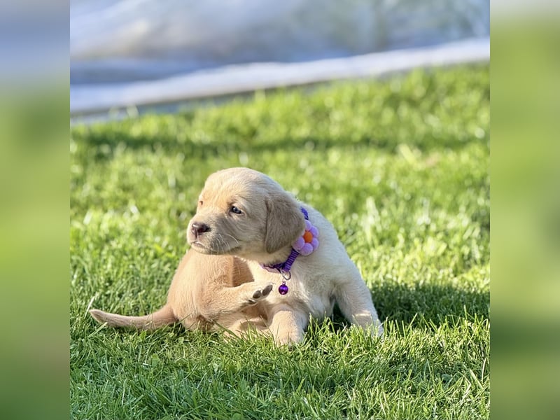 Labrador Welpe Mädchen 1 Monat Weis Hündin/ Düsseldorf