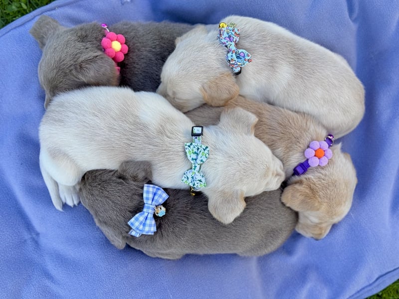 Labrador Welpe Mädchen 1 Monat Weis Hündin/ Düsseldorf