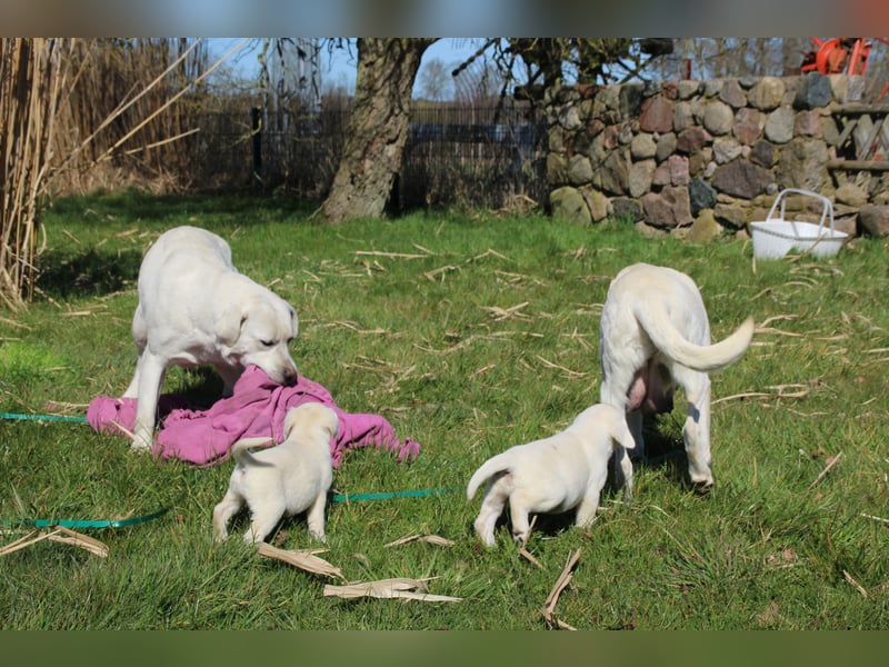 schneeweiße Labrador Welpen