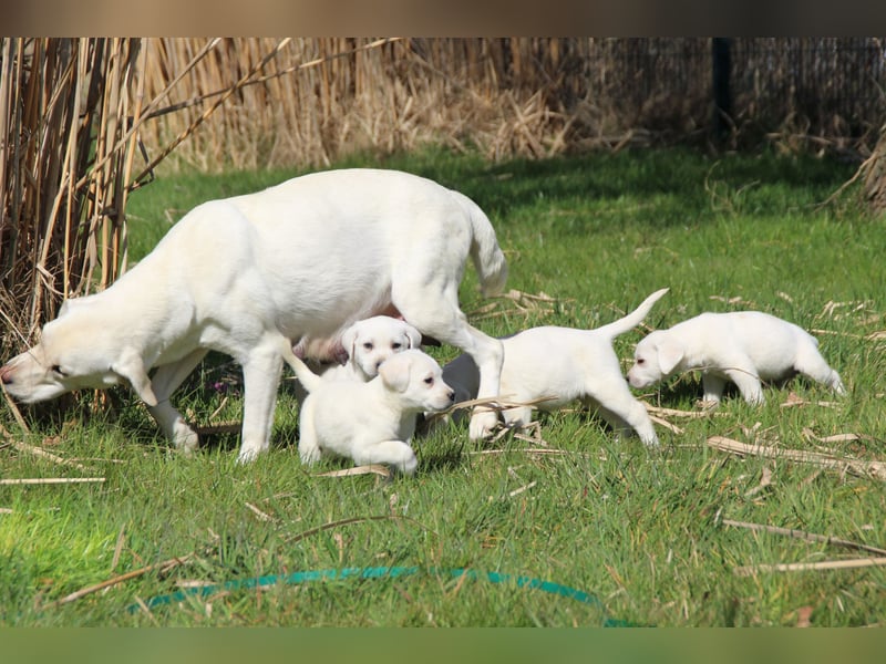 schneeweiße Labrador Welpen