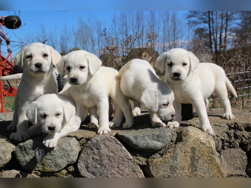 schneeweiße Labrador Welpen
