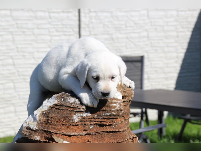 schneeweiße Labrador Welpen