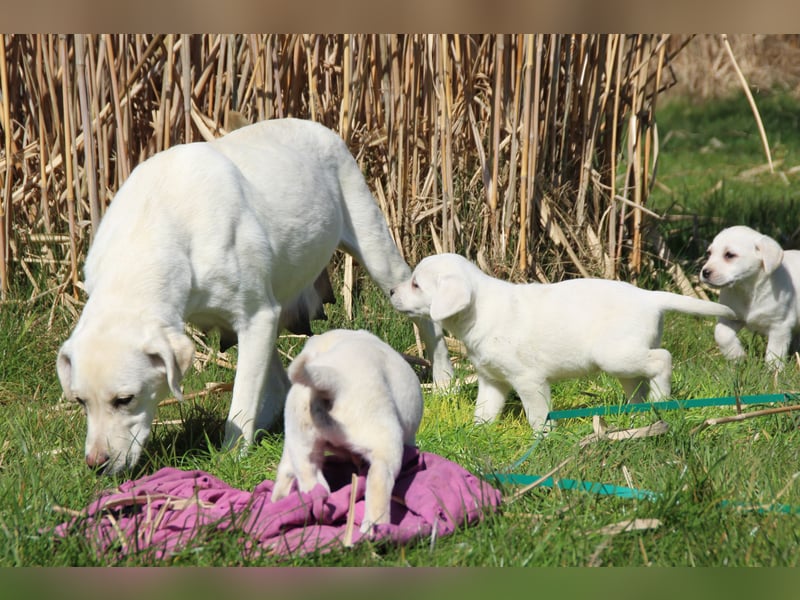 schneeweiße Labrador Welpen