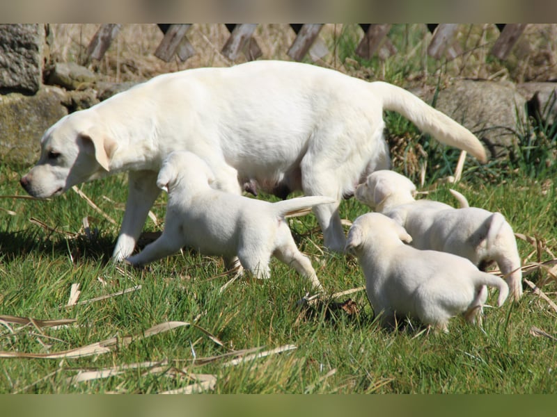 schneeweiße Labrador Welpen
