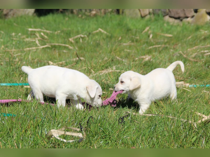 schneeweiße Labrador Welpen