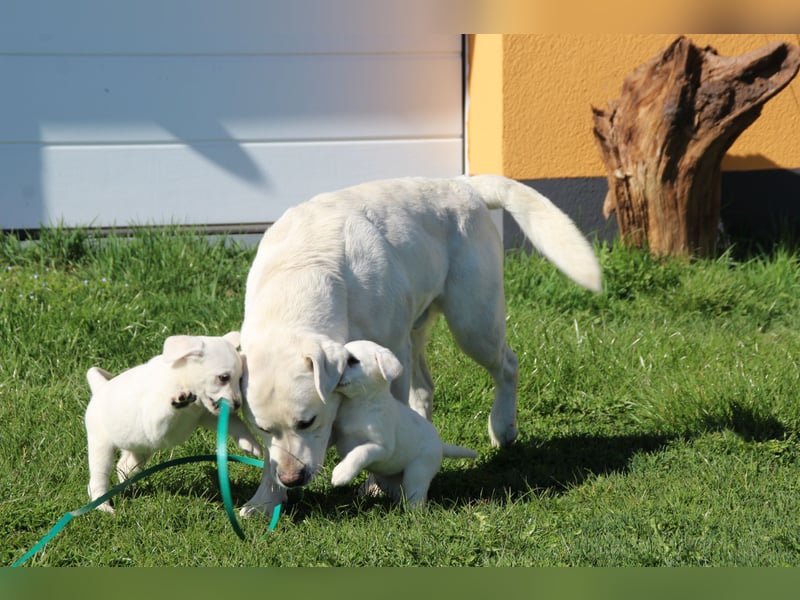 schneeweiße Labrador Welpen