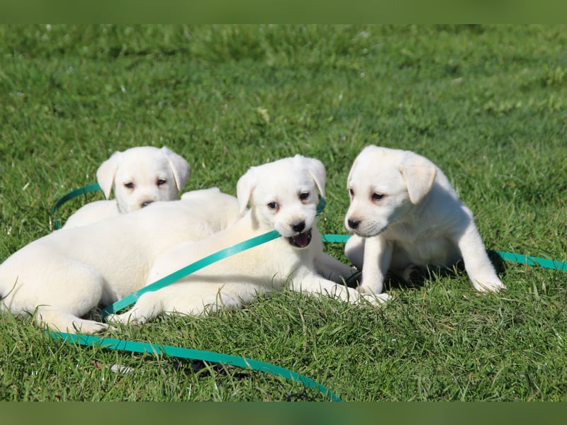 schneeweiße Labrador Welpen