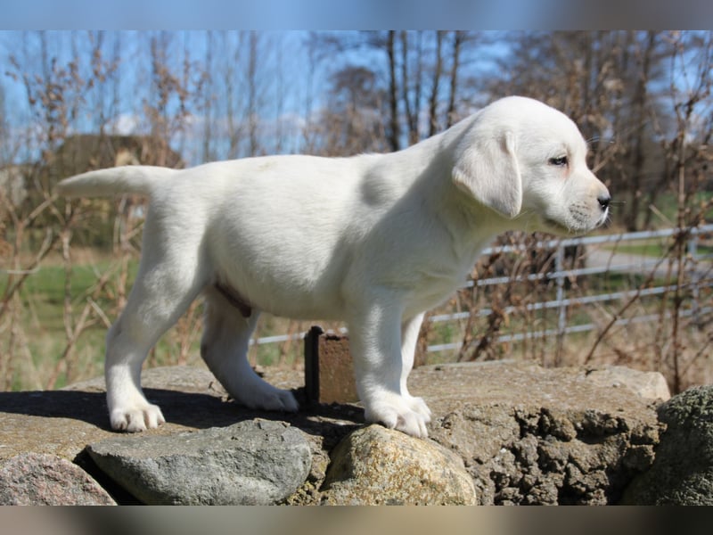 schneeweiße Labrador Welpen