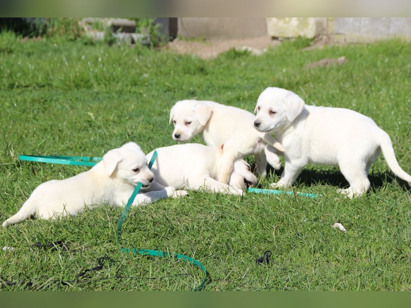 schneeweiße Labrador Welpen