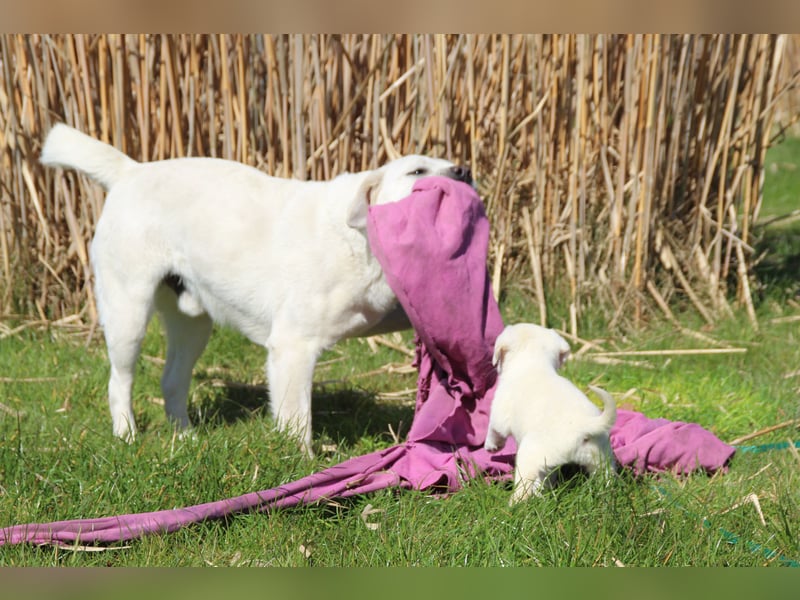 schneeweiße Labrador Welpen