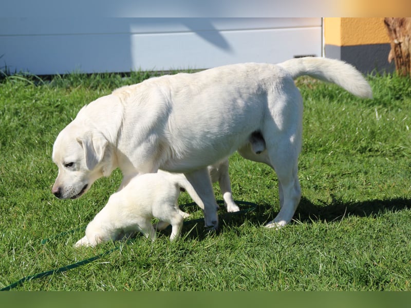 schneeweiße Labrador Welpen
