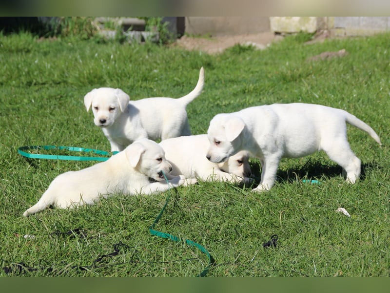 schneeweiße Labrador Welpen