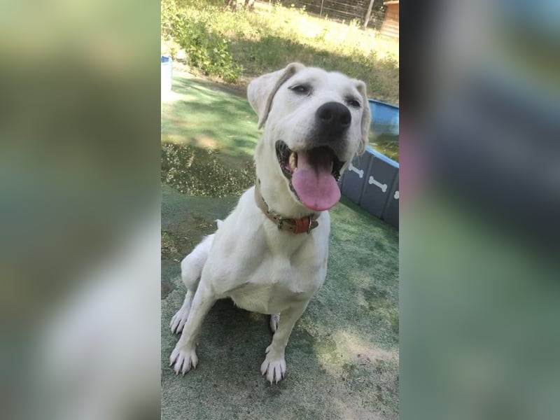LUCY-unser Sonnenschein mit handicap