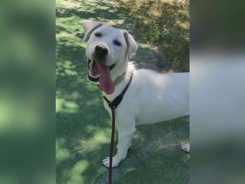 LUCY-unser Sonnenschein mit handicap