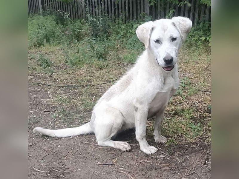 LUCY-unser Sonnenschein mit handicap