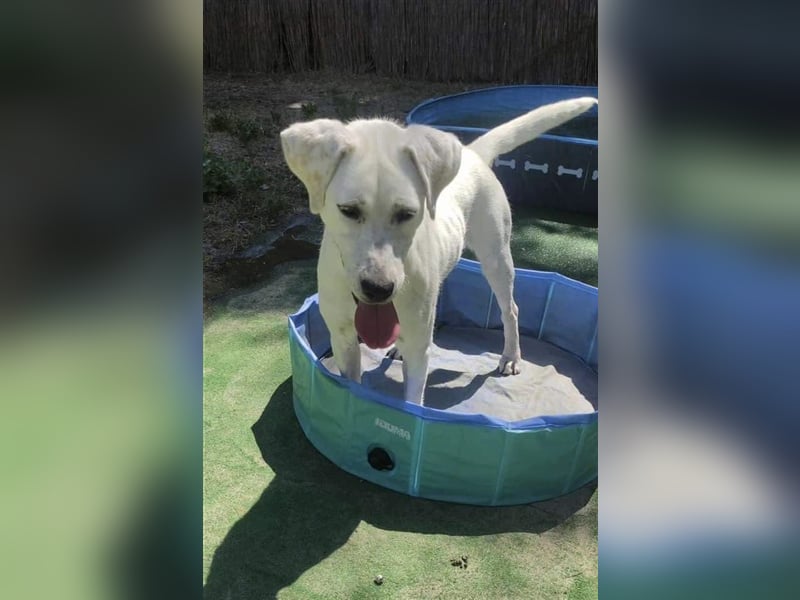 LUCY-unser Sonnenschein mit handicap