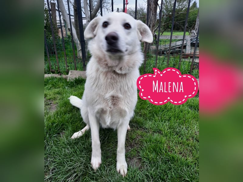 Malena ein fröhliche Hündin