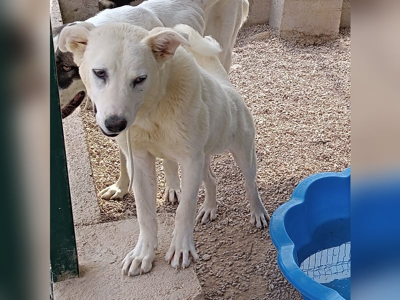 liebe Labrador Mischlungs-Hündin Obala sucht...