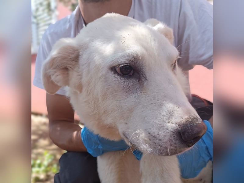 liebe Labrador Mischlungs-Hündin Obala sucht...