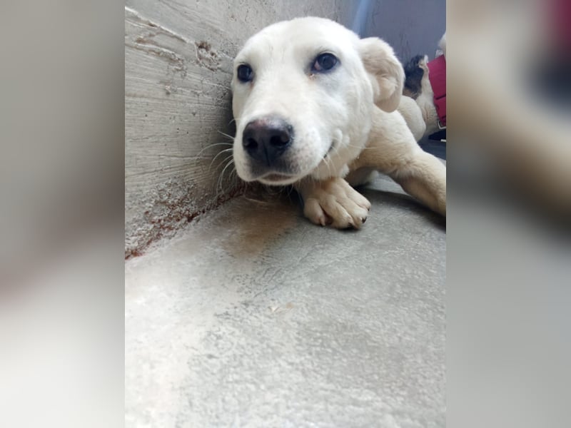 liebe Labrador Mischlungs-Hündin Obala sucht...