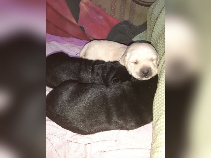 Labradorpuppies mit Papieren suchen ab Mitte Juli ein neues Zuhause