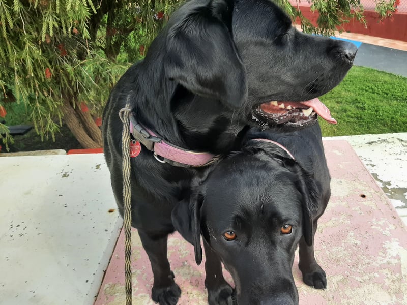 Labradorpuppies mit Papieren suchen ab Mitte Juli ein neues Zuhause