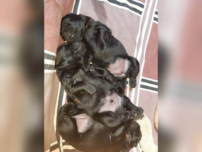 Labradorpuppies mit Papieren suchen ab Mitte Juli ein neues Zuhause