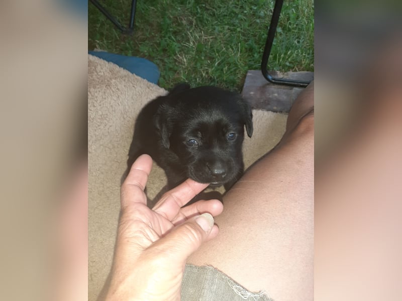 Labradorpuppies mit Papieren suchen ab Mitte Juli ein neues Zuhause
