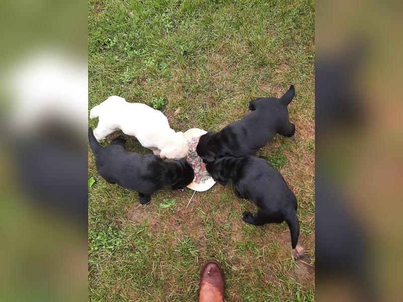 Labradorpuppies mit Papieren suchen ab Mitte Juli ein neues Zuhause