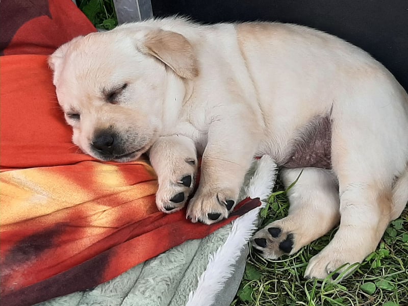 Labradorpuppies mit Papieren suchen ab Mitte Juli ein neues Zuhause