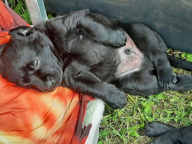 Labradorpuppies mit Papieren suchen ab Mitte Juli ein neues Zuhause