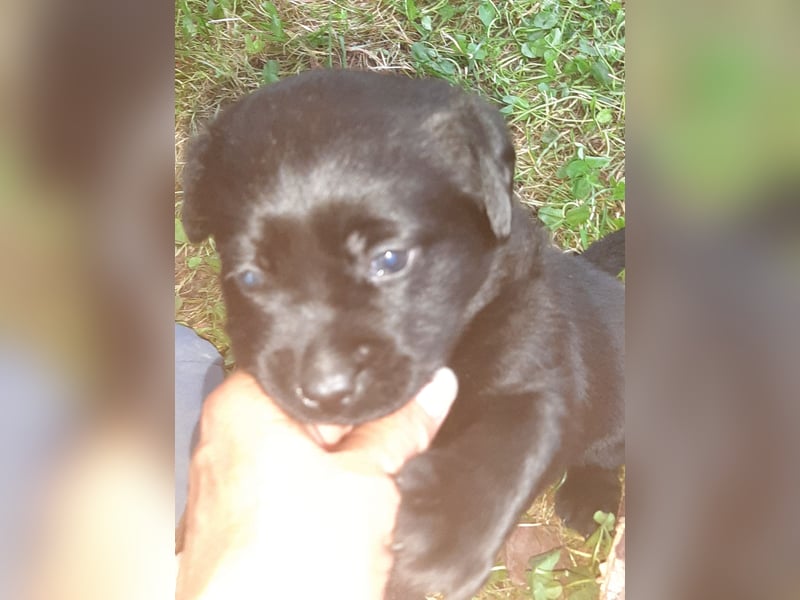 Labradorpuppies mit Papieren suchen ab Mitte Juli ein neues Zuhause